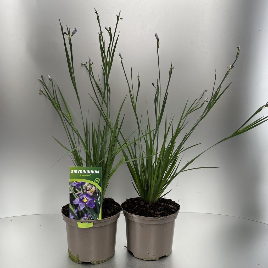 [SISLUCER-C2] Sisyrinchium 'Lucerne'