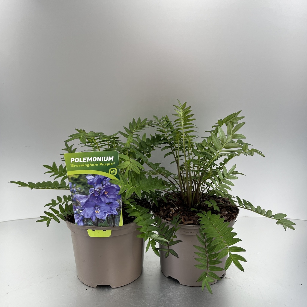 [POLBPURP-C2] Polemonium 'Bressingham Purple'®