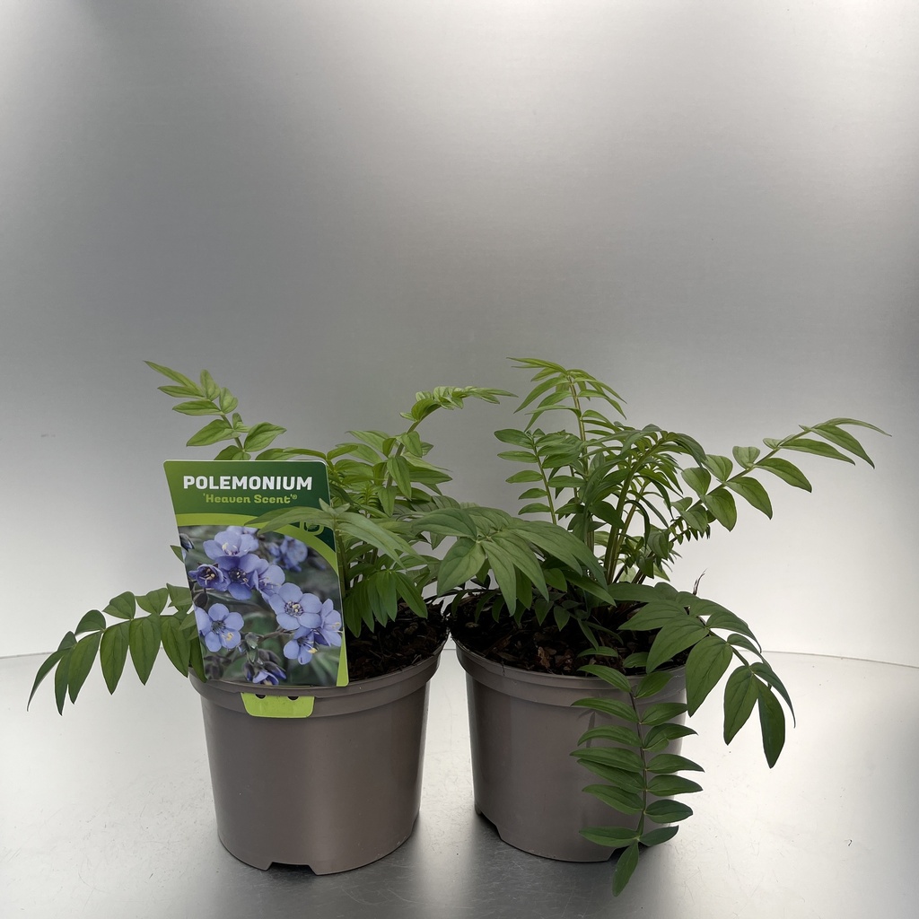 [POLHSCEN-C2] Polemonium 'Heaven Scent'®