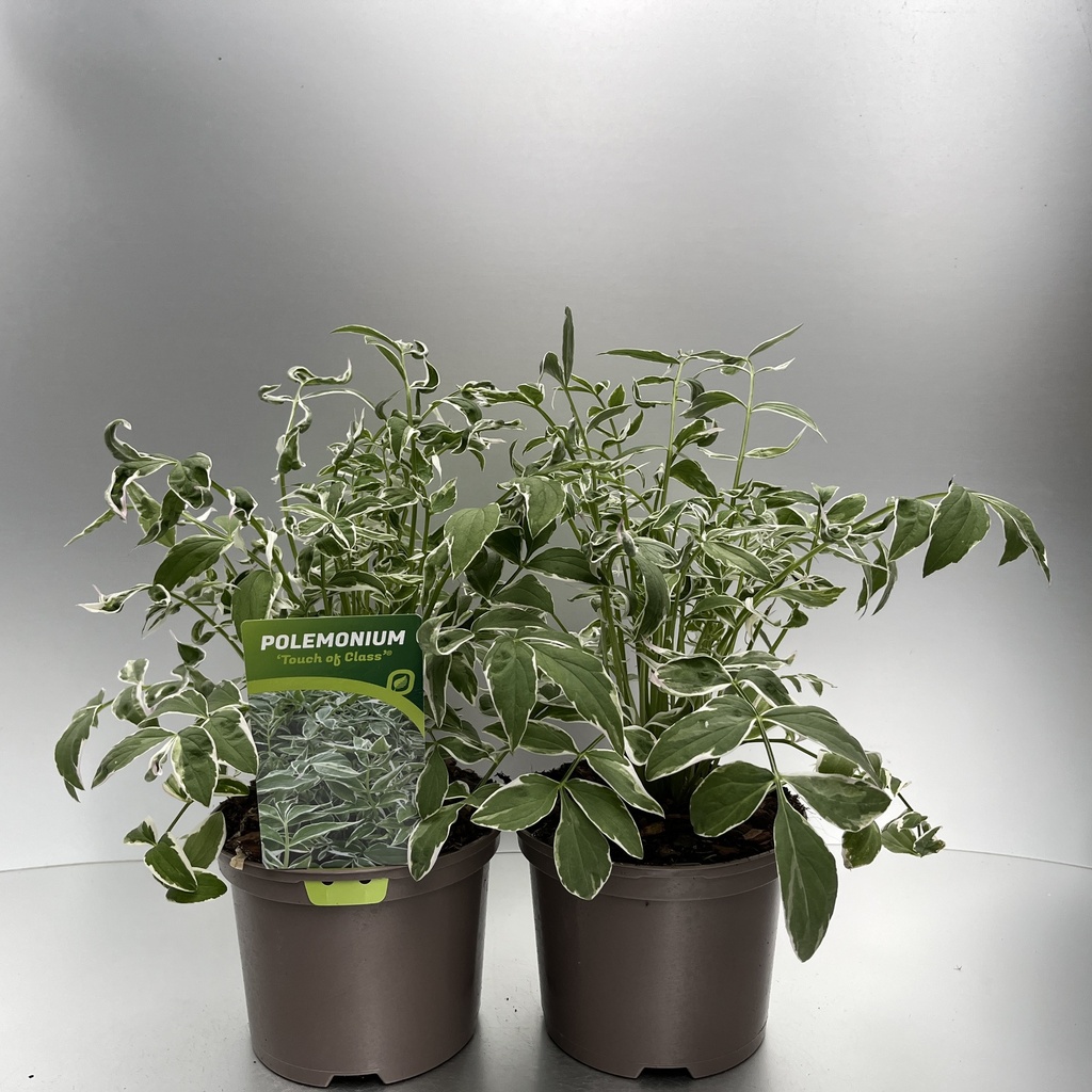 [POLTOCLA-C2] Polemonium 'Touch of Class' ®