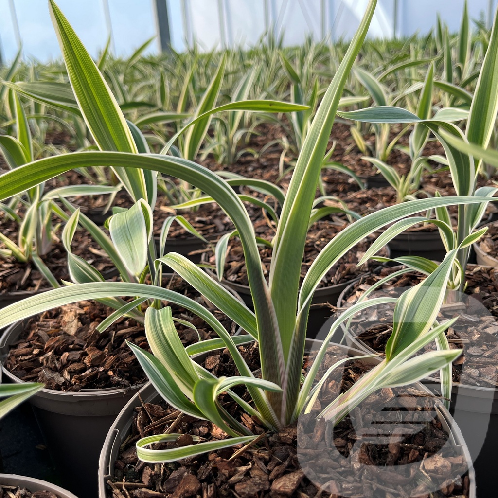 [DANWYEEN-C2] Dianella 'Wyeena'®