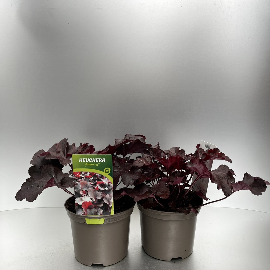 [HEUBILBE-C2] Heuchera 'Bilberry'®