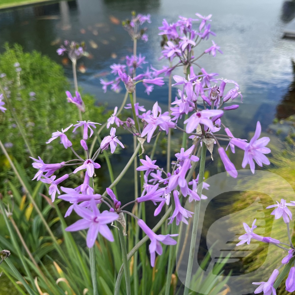 [TULGBLUE-C2] Tulbaghia 'Green Blue'