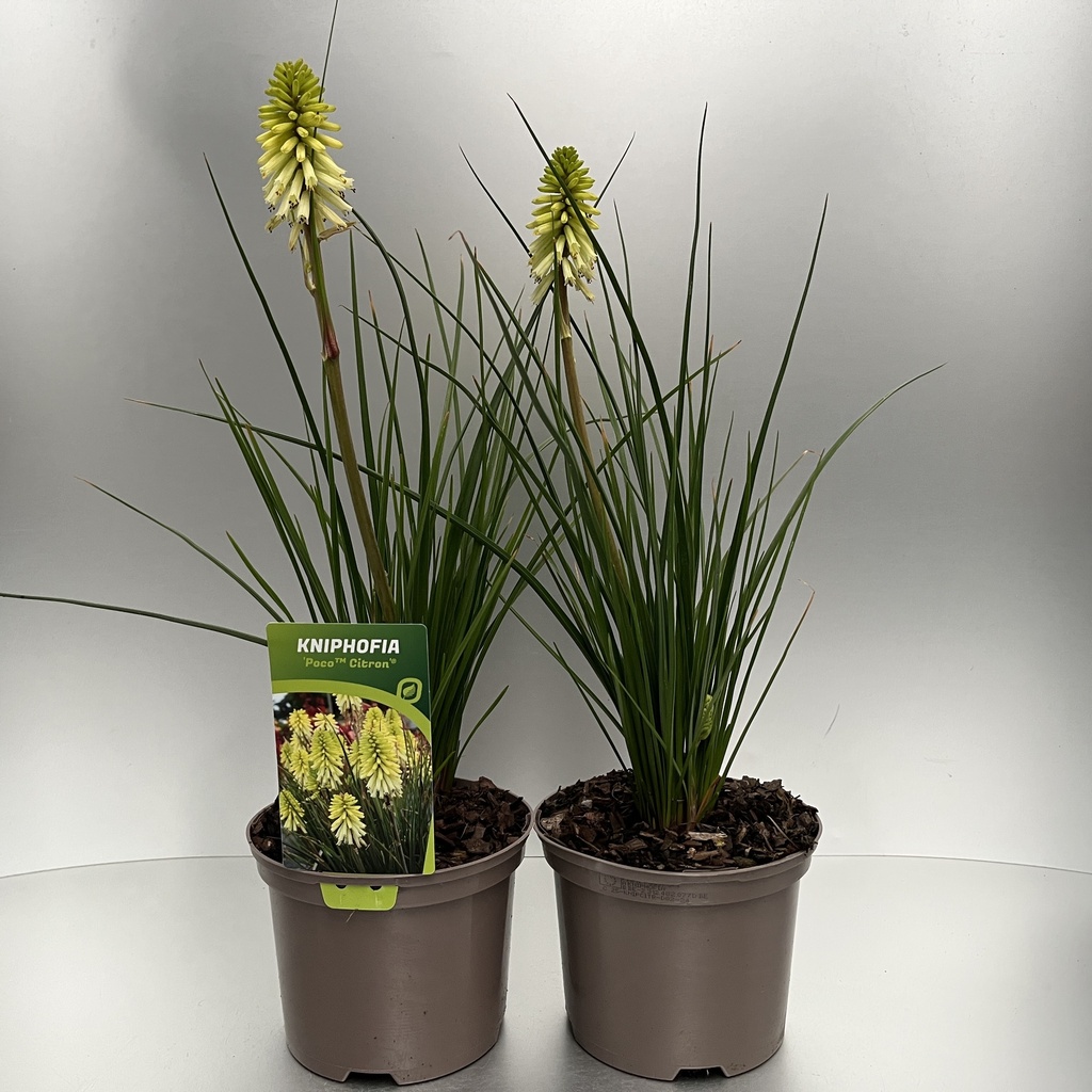[KNIPCITR-C2] Kniphofia 'Poco™ Citron'®