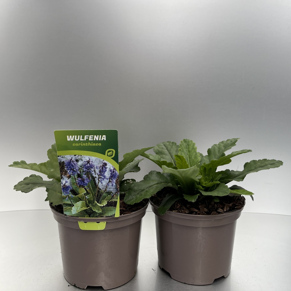 [WULCATIN-C2] Wulfenia carinthiaca