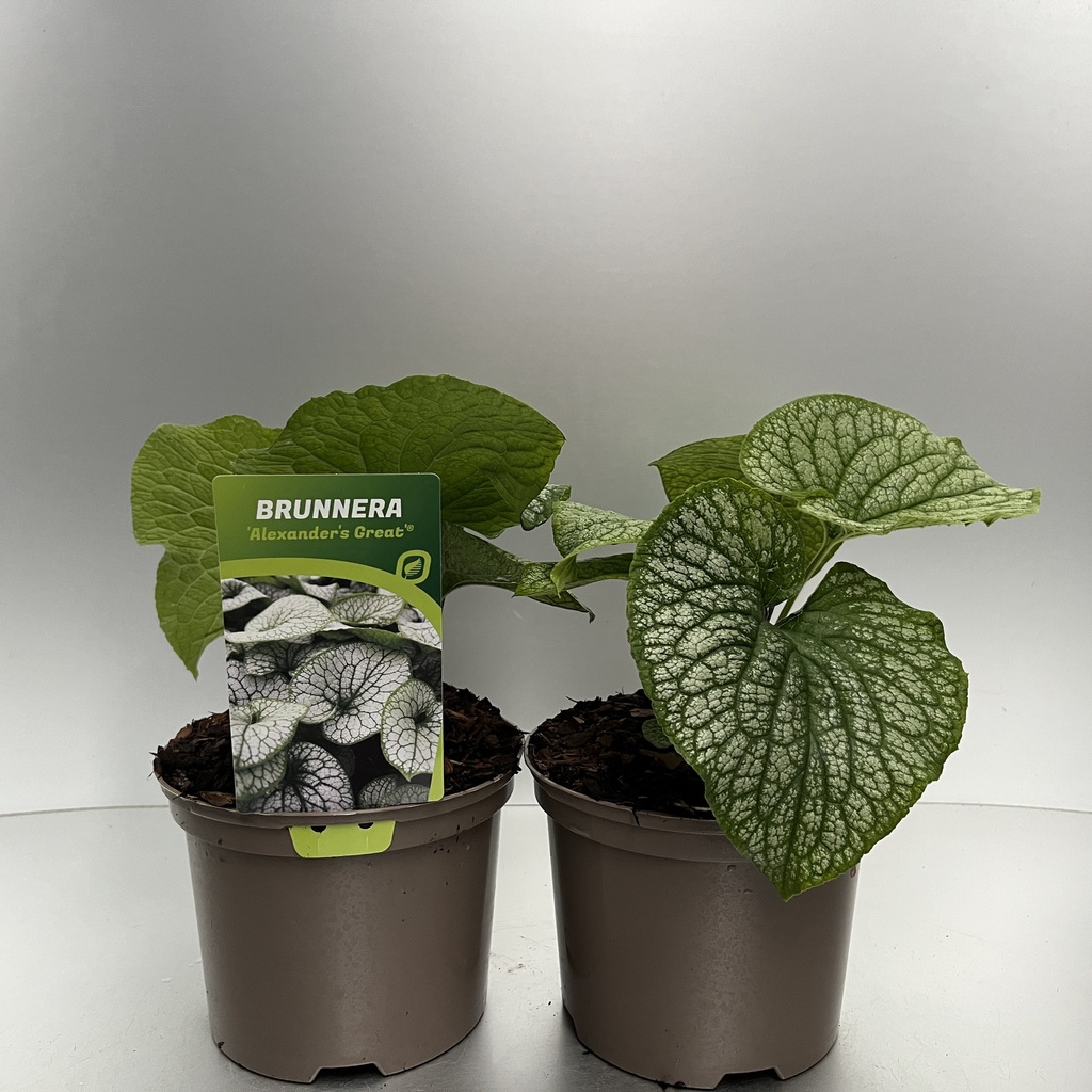 [BRUAGREA-C2] Brunnera macr. 'Alexander's Great'®