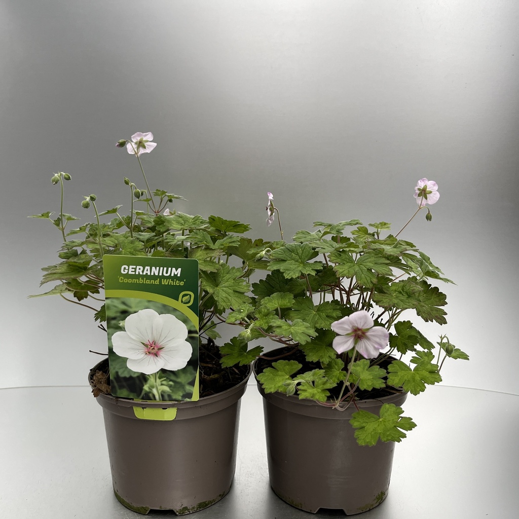 [GERCWHIT-C2] Geranium 'Coombland White'