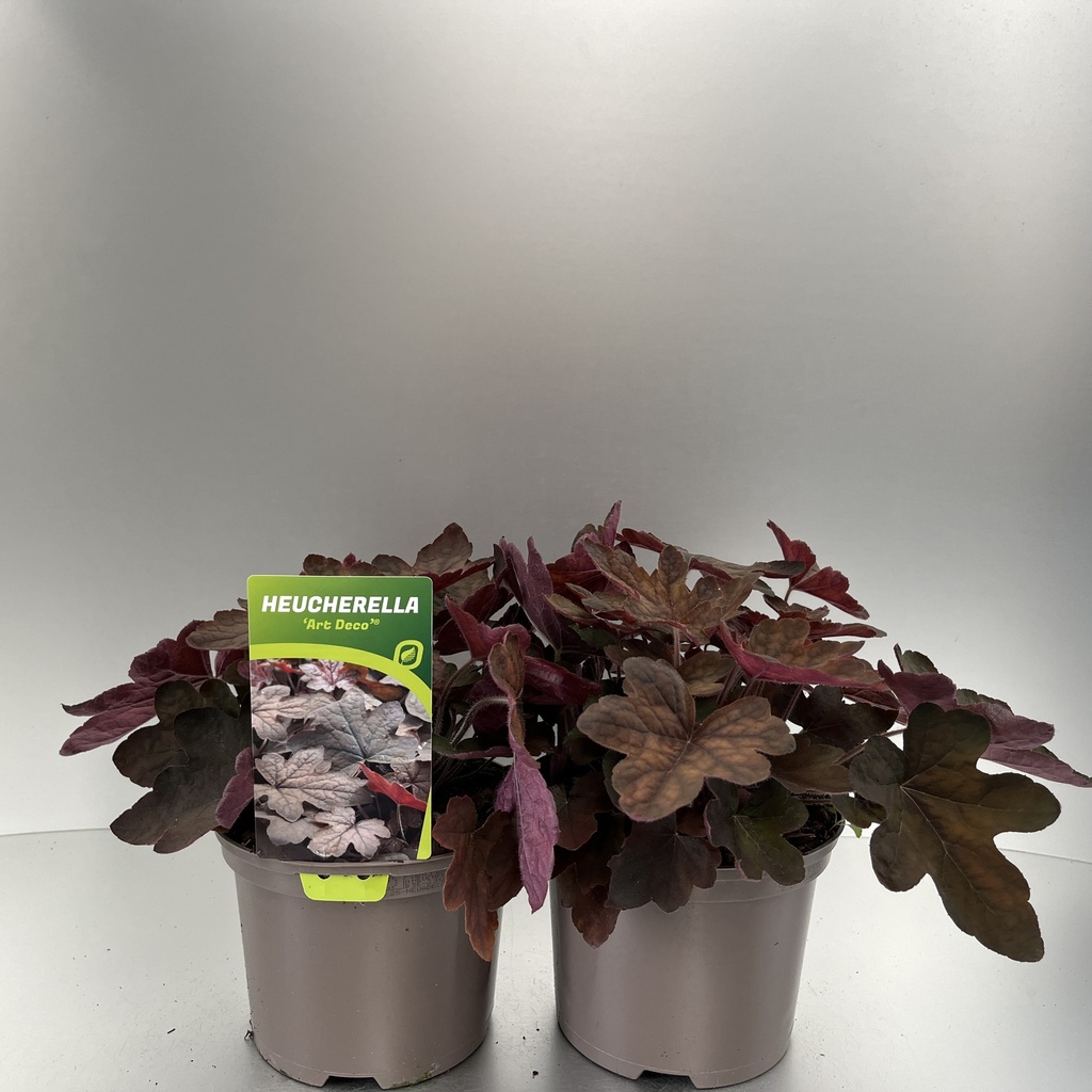[HEUADECO-C2] Heucherella 'Art Deco'®
