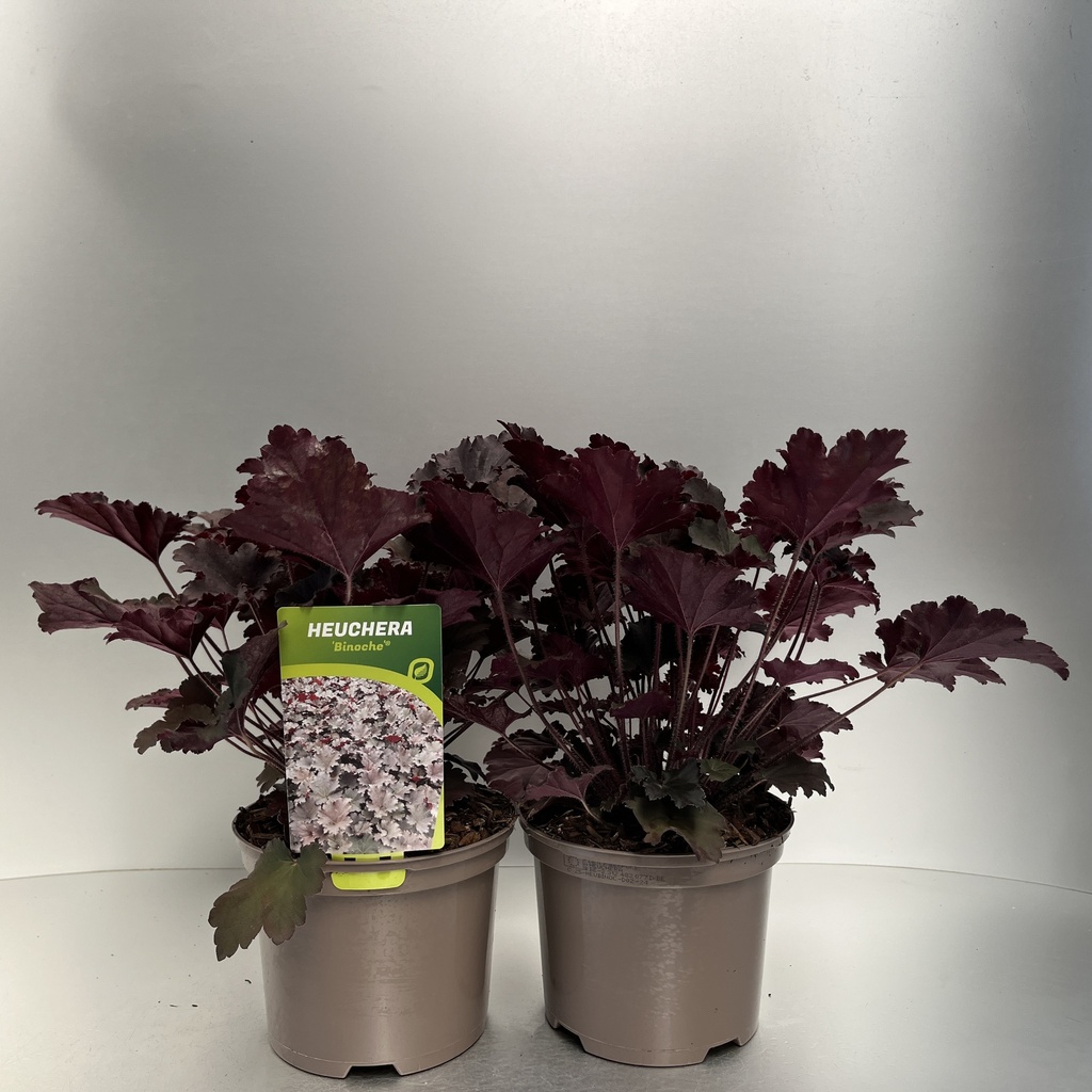 [HEUBINOC-C2] Heuchera 'Binoche'®