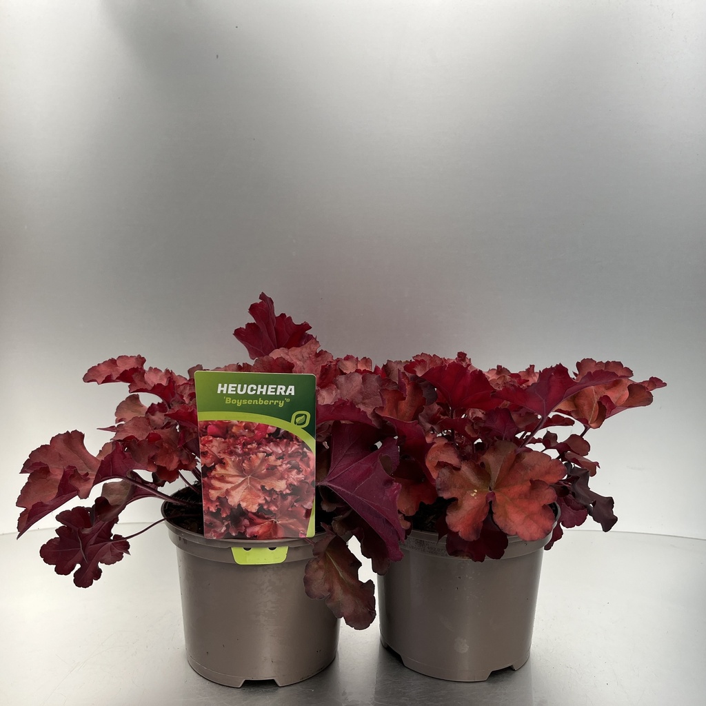 [HEUBOYSE-C2] Heuchera 'Boysenberry'®