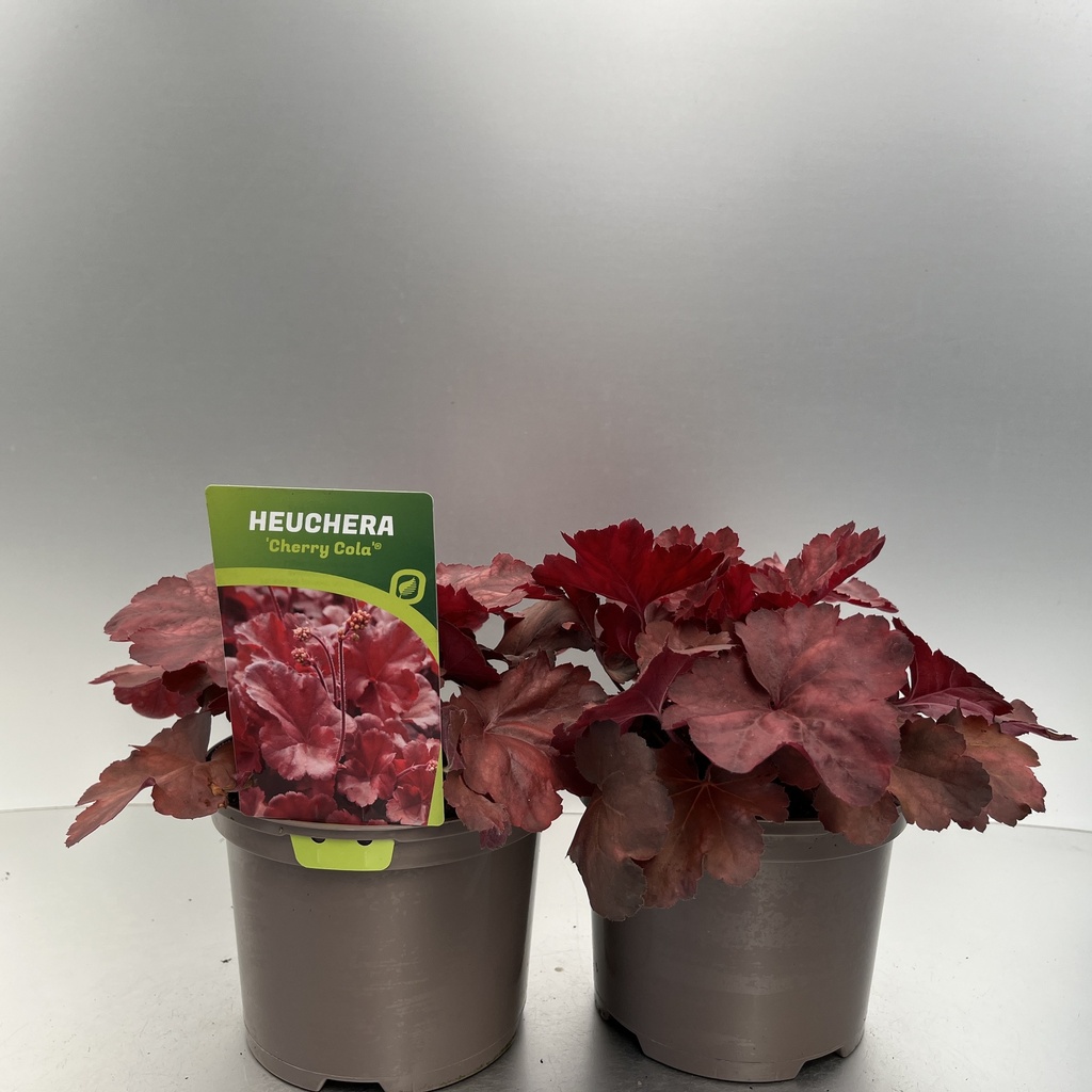 [HEUCCOLA-C2] Heuchera 'Cherry Cola'®