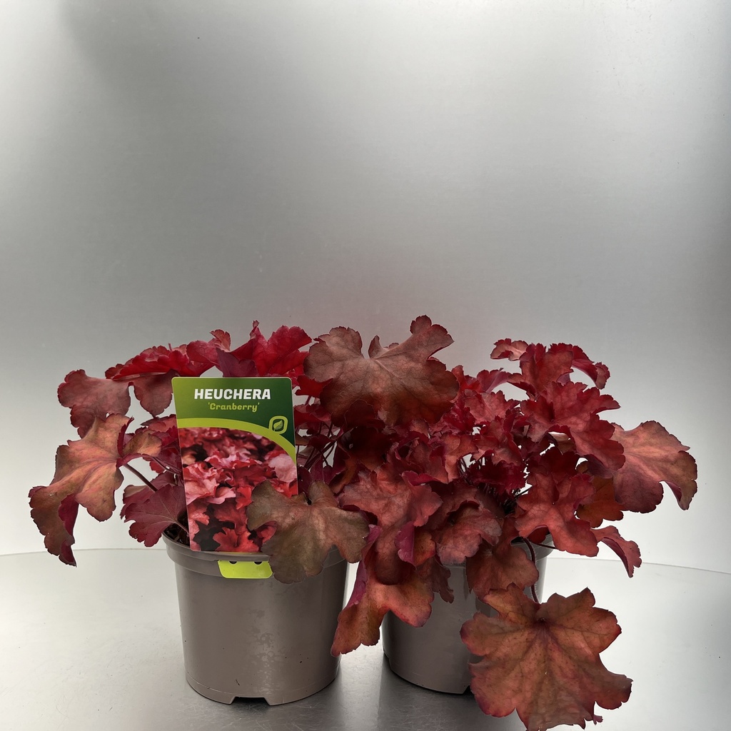 [HEUCRANB-C2] Heuchera 'Cranberry'®