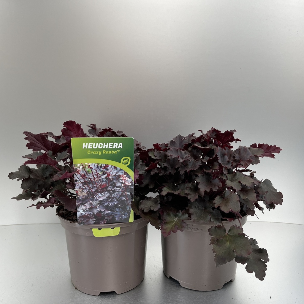 [HEUCRAST-C2] Heuchera 'Crazy Rasta'®