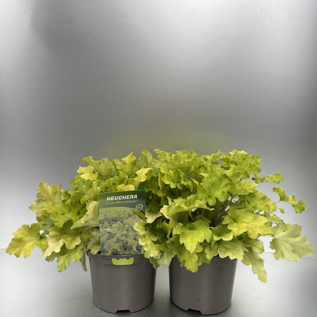 [HEULMARM-C2] Heuchera 'Lime Marmalade'®