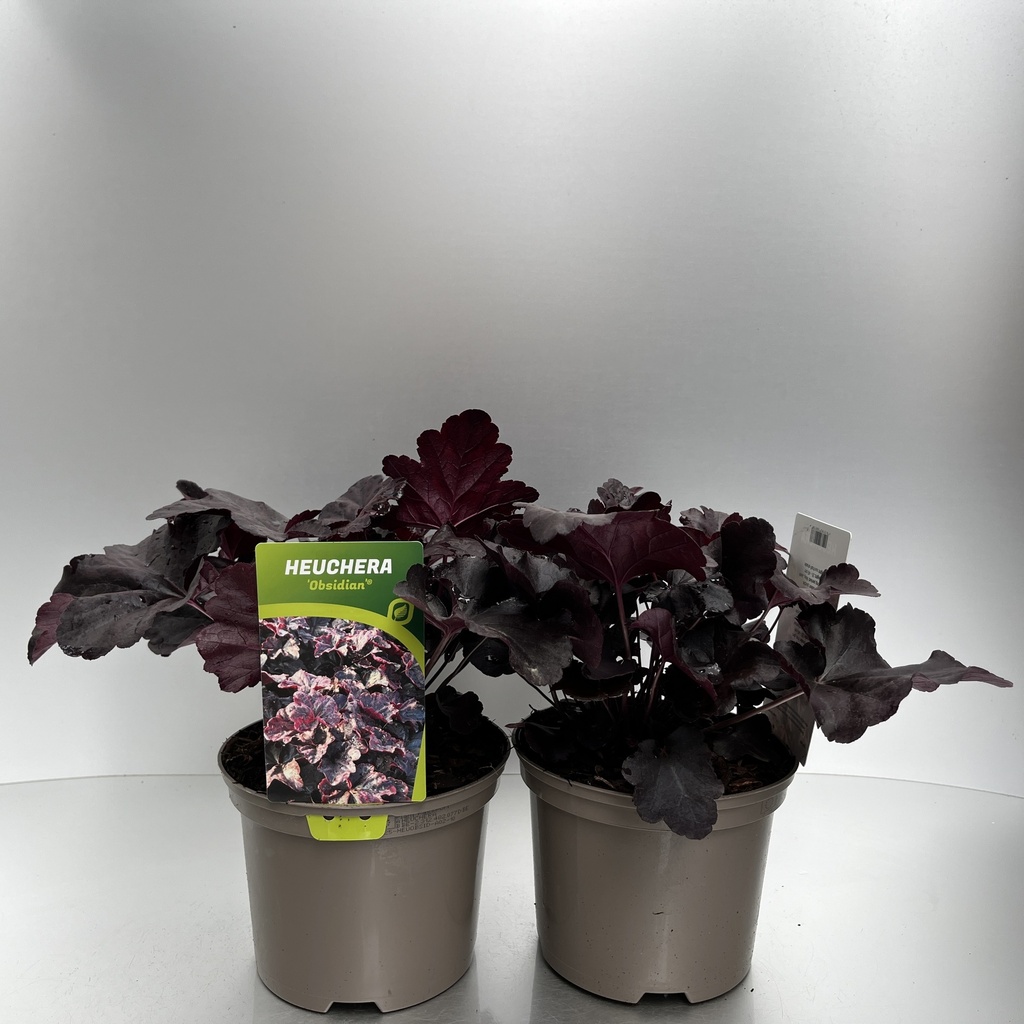 [HEUOBSID-C2] Heuchera 'Obsidian'®
