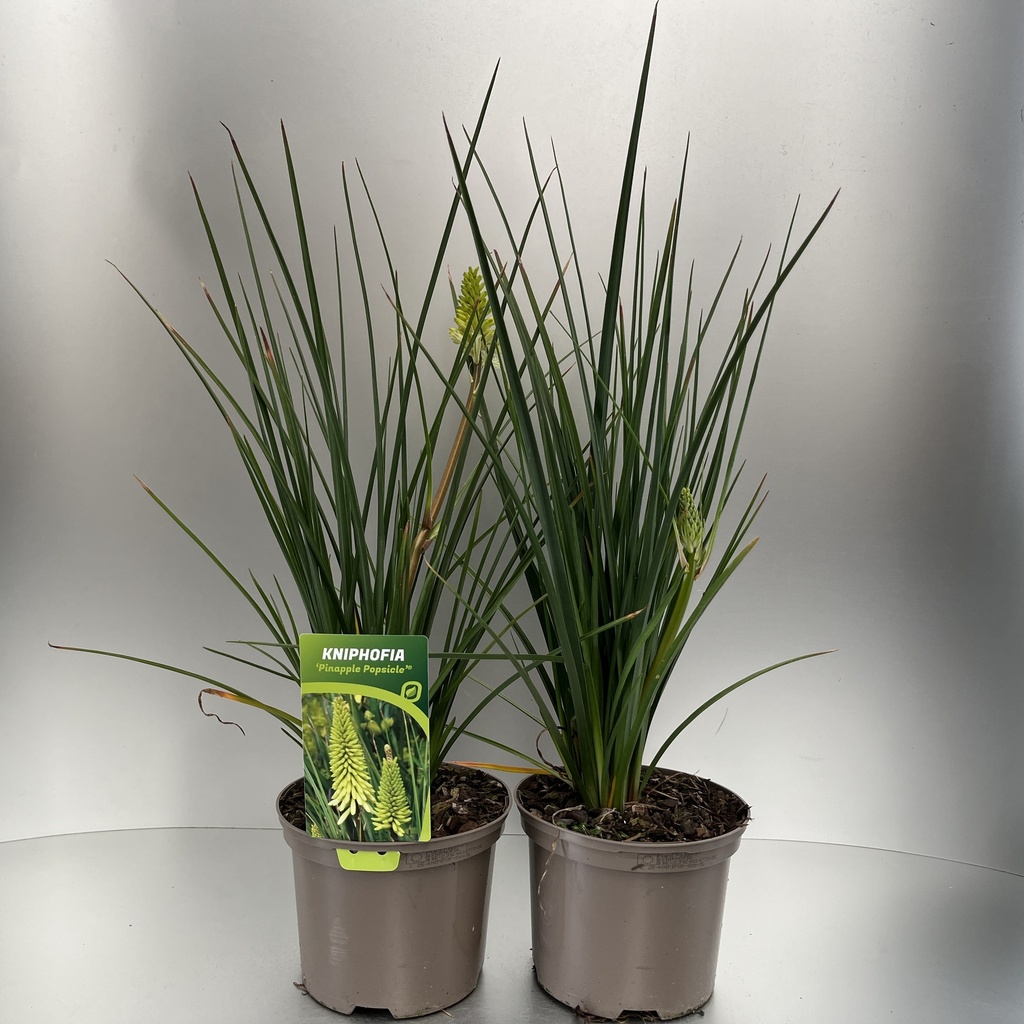 [KNIPIPOP-C2] Kniphofia 'Pinapple Popsicle'®