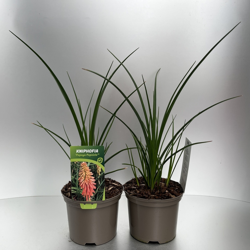 [KNIPPOPS-C2] Kniphofia 'Papaya Popsicle'®