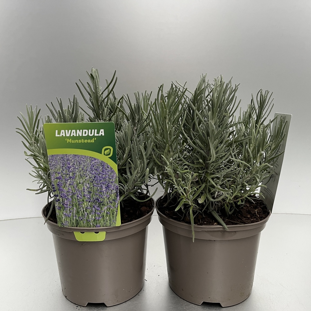 [LAVMUNST-C2] Lavandula ang. 'Munstead'