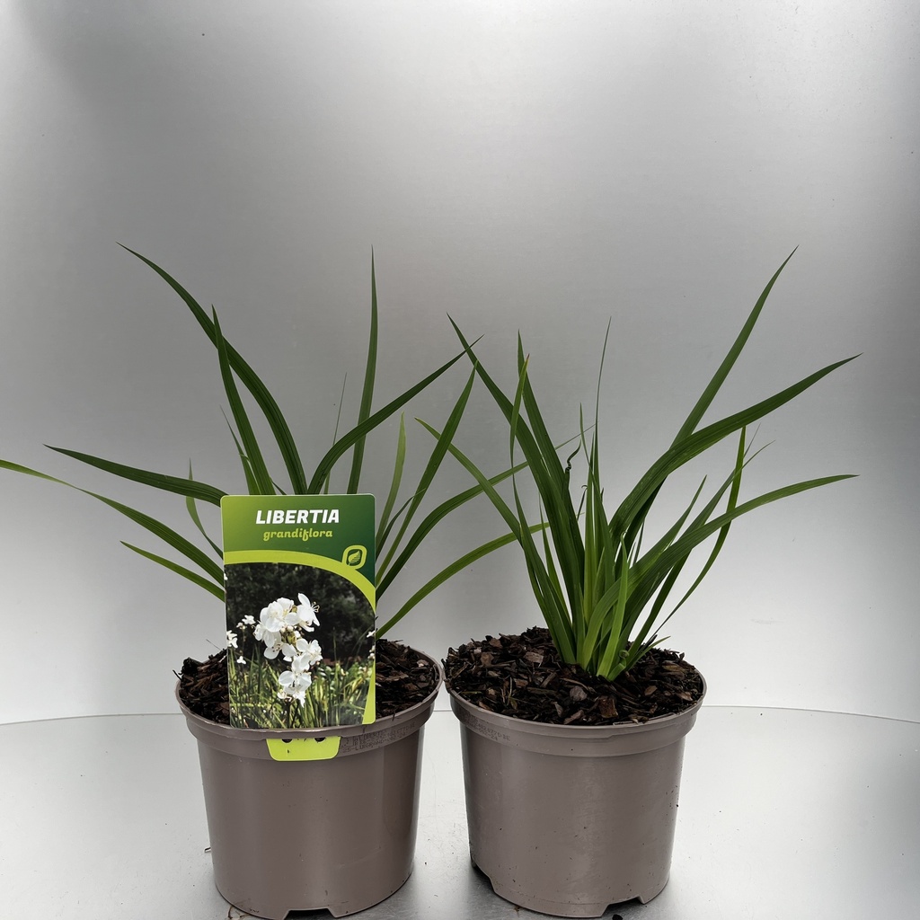 [LIBGRAND-C2] Libertia grandiflora