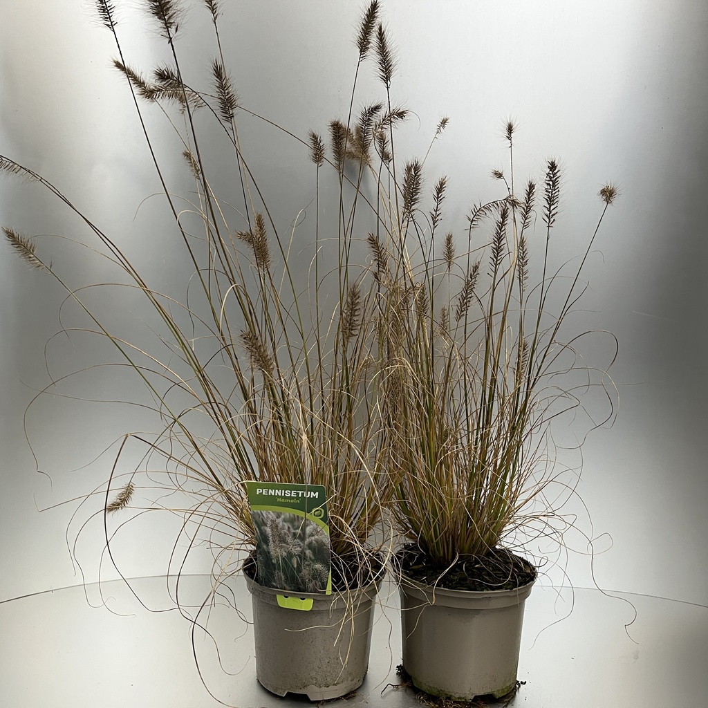 [PENHAMEL-C2] Pennisetum alopecuroides 'Hameln'