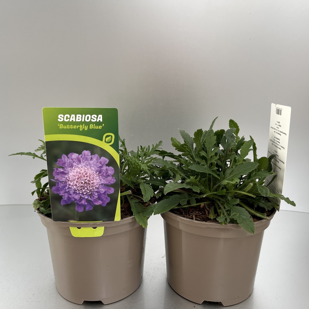 [SCABBLUE-C2] Scabiosa colum. 'Butterfly Blue'