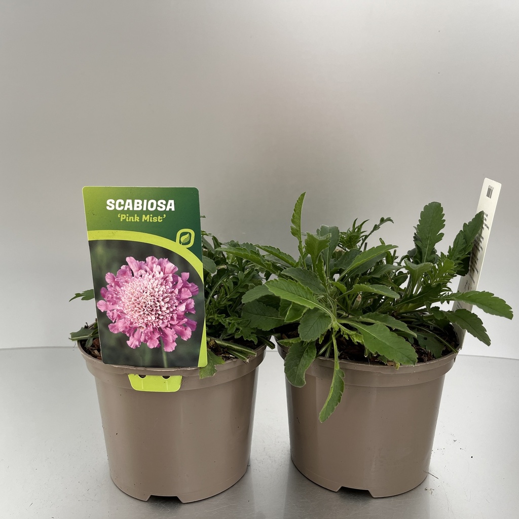 [SCAPMIST-C2] Scabiosa colum. 'Pink Mist'