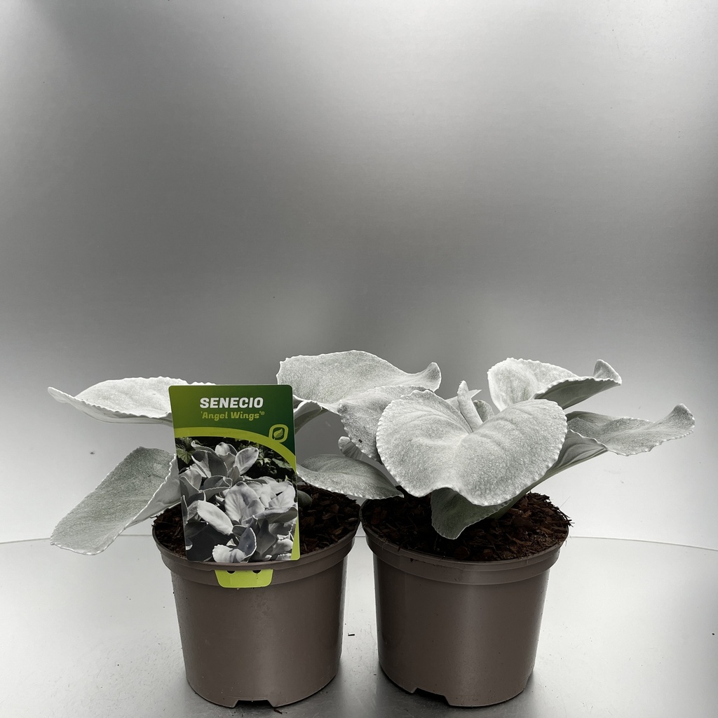 [SENAWING-C2] Senecio 'Angel Wings'®