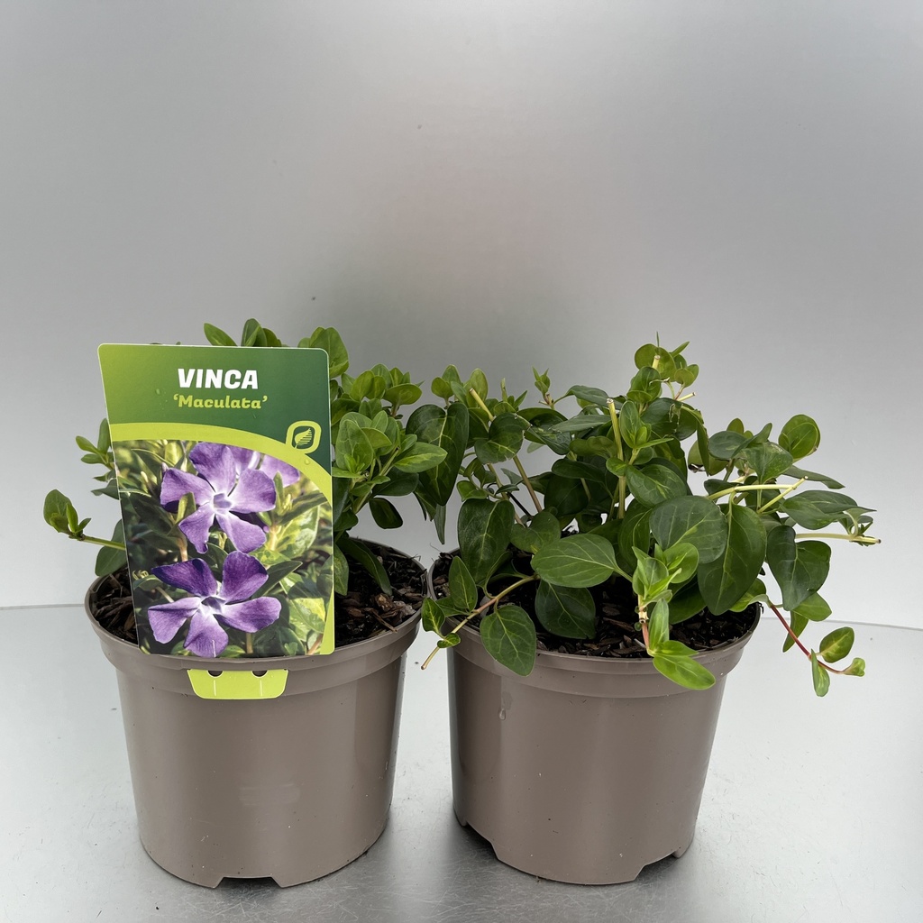 [VINMACUL-C2] Vinca major 'Maculata'