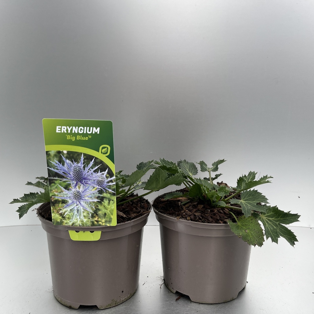 [ERYBBLUE-C2] Eryngium 'Big Blue'®