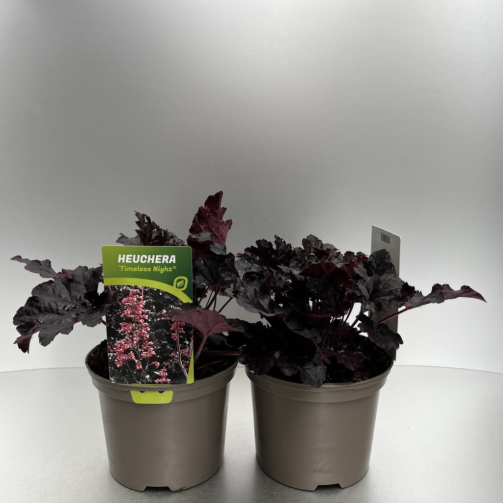 [HEUTNIGH-C2] Heuchera 'Timeless Night'®